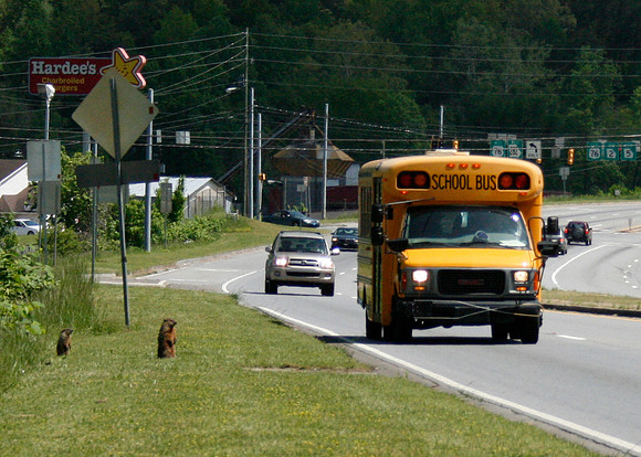 Groundhogs' First Day of School
