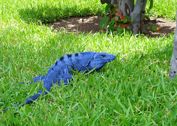 Blue Iguana