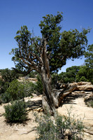 Juniper Tree 2