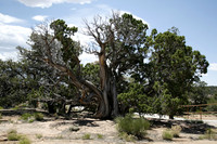 Juniper Tree 1