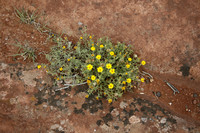 Canyon de Chelly Wildflowers